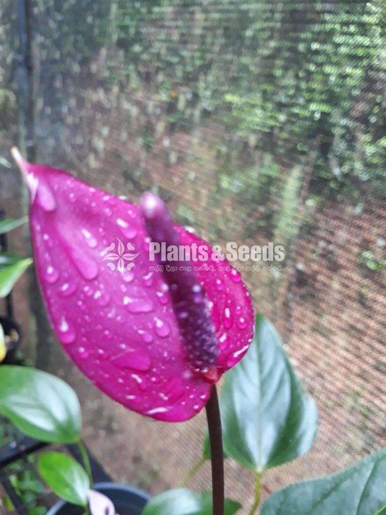 Anthurium Purple rain and Bicolor