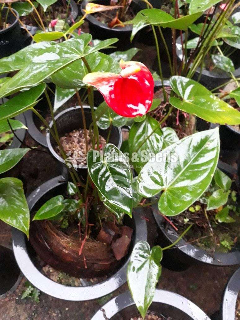 Anthurium Purple rain and Bicolor