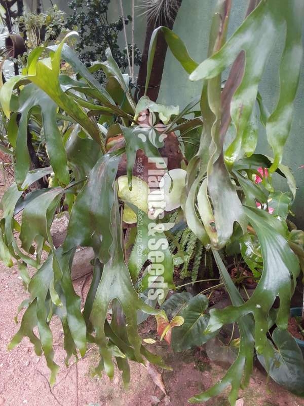 Staghorn plants 