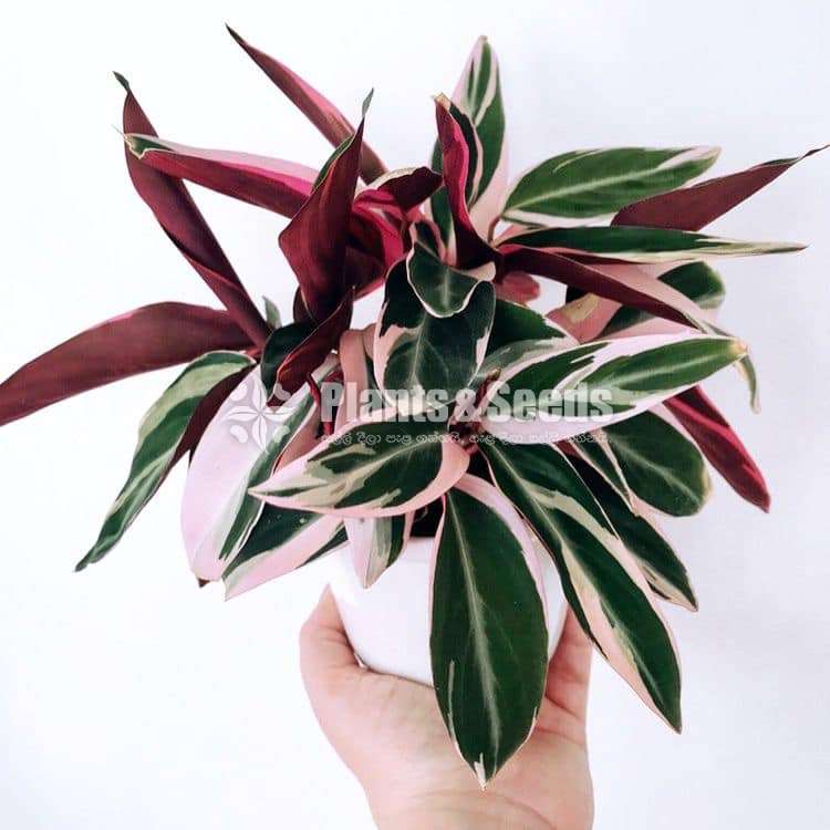 Calathea triostar 