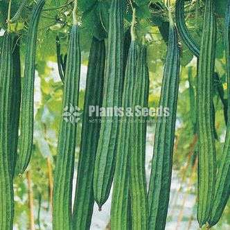 Vegetable  SEEDS 