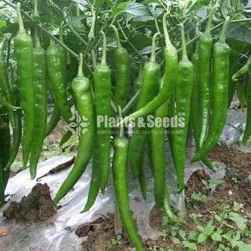 Vegetable  SEEDS 