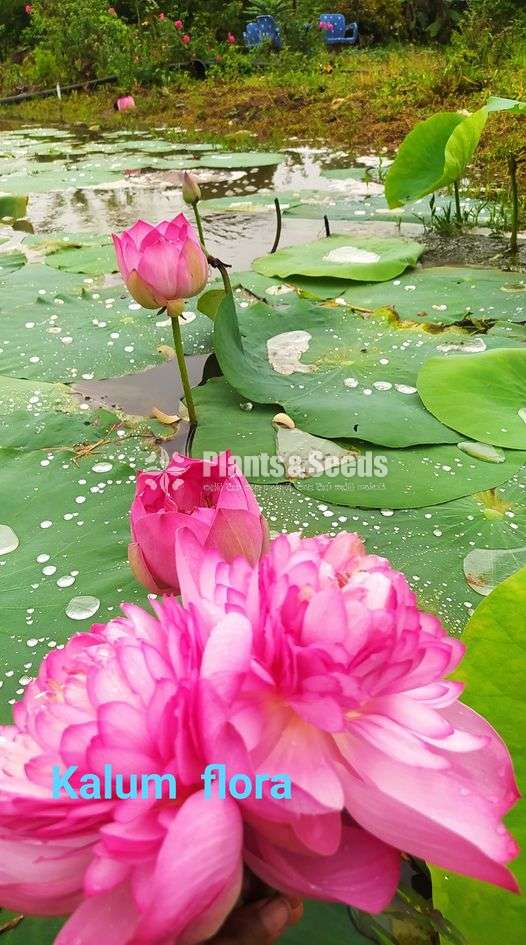 Nelum (නෙලුම් පැල) - Plants And Seeds