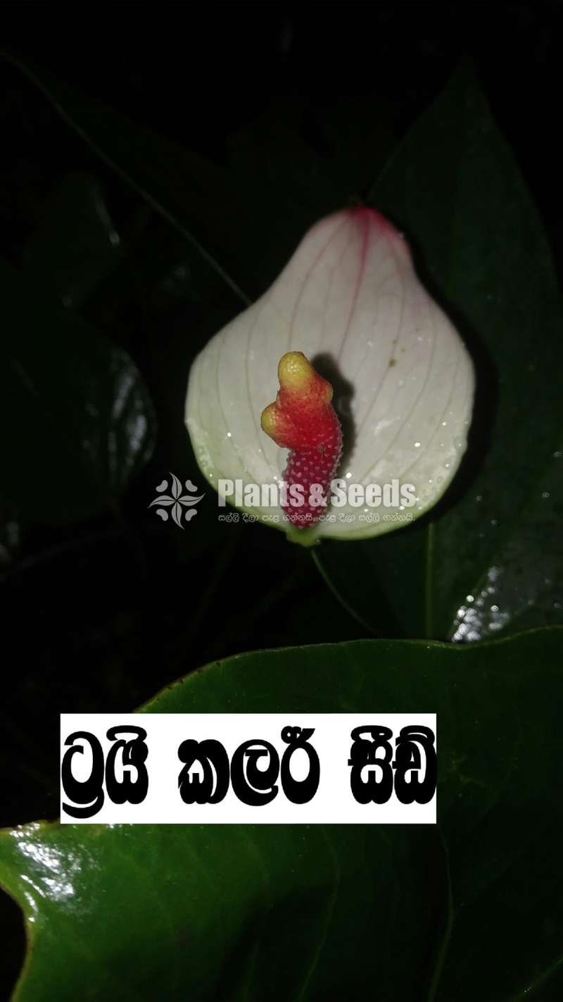 Bankok anthurium seed