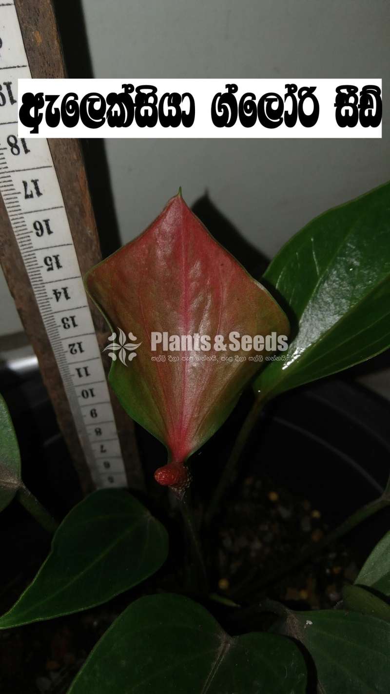 Bankok anthurium seed