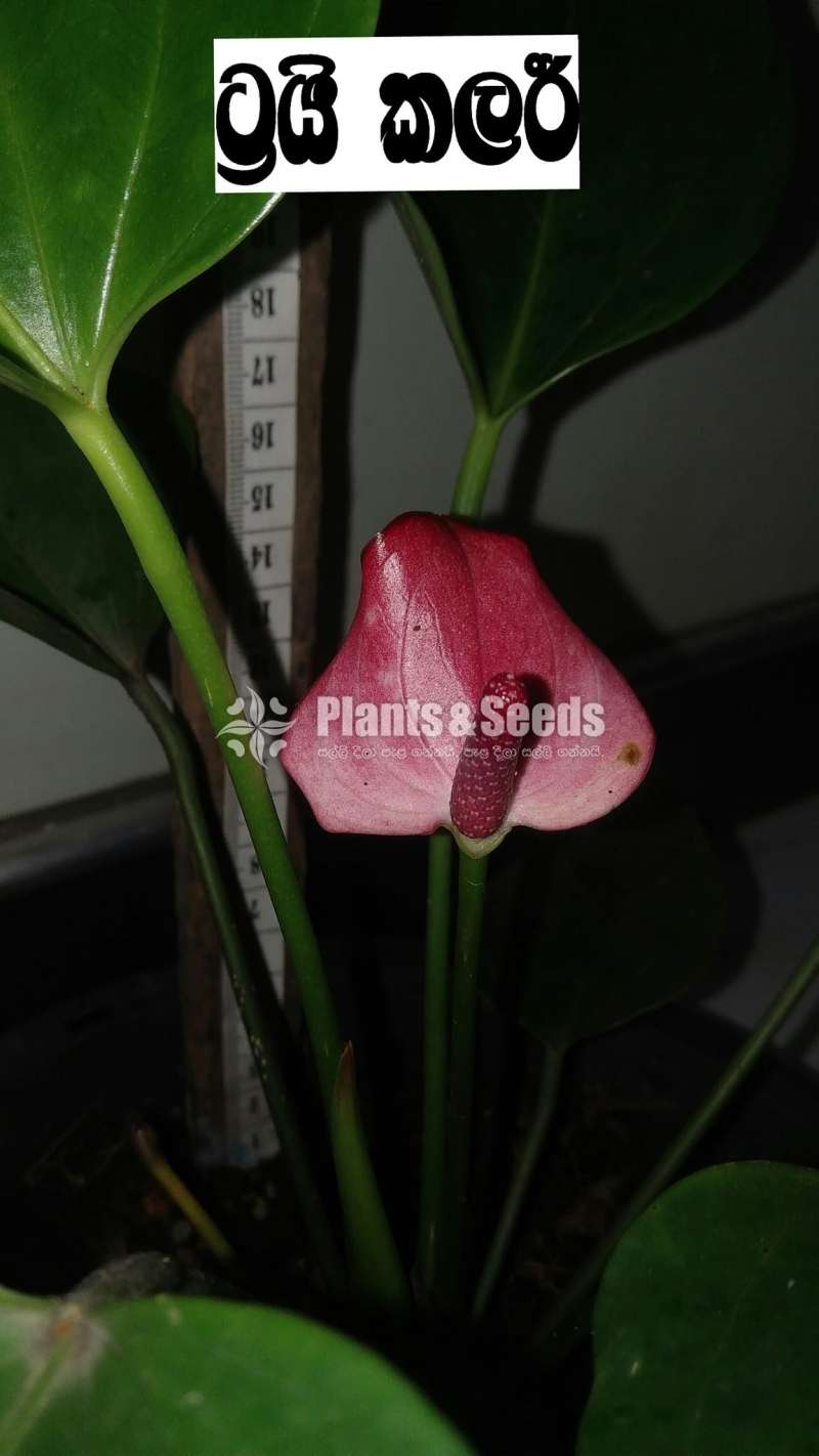 Bankok anthurium seed