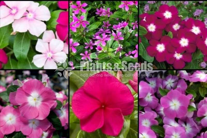 lantana plants for sale