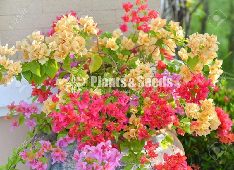 lantana plants for sale