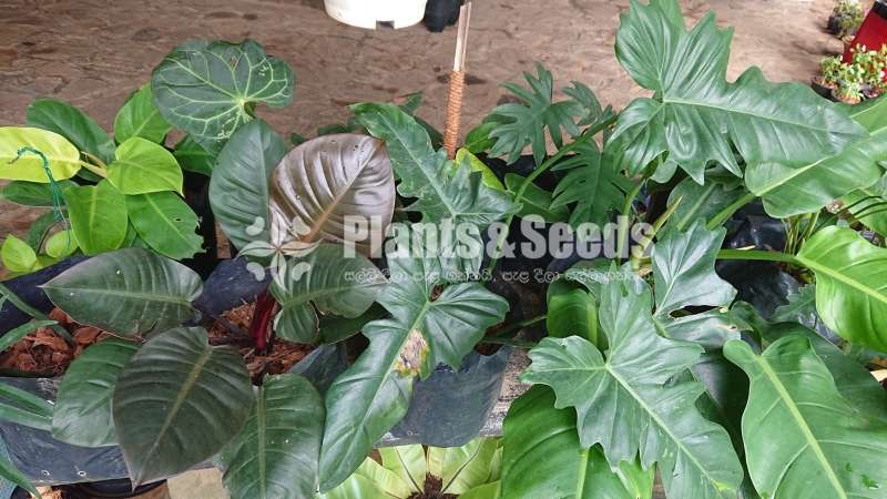 Monstera for sale