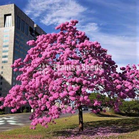 Thabubia Rosia plant sale 