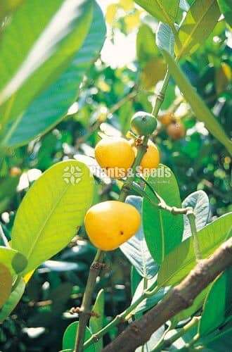 Garcinia subelliptica fruit plant