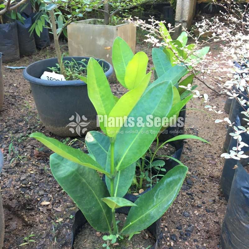 Garcinia subelliptica fruit plant