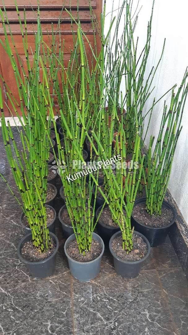 Equisetum hyemale (Horsetail)