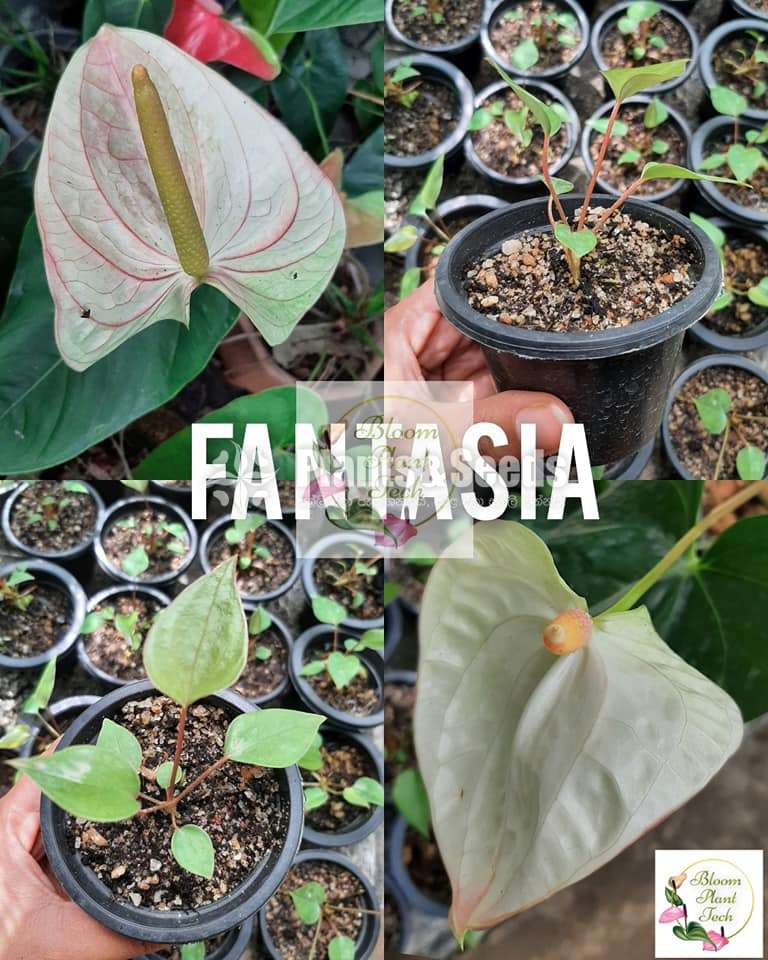 Anthurium -Fantasia