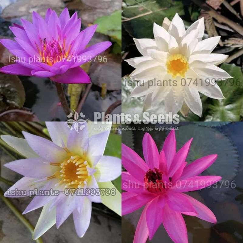 Water Plants for sale