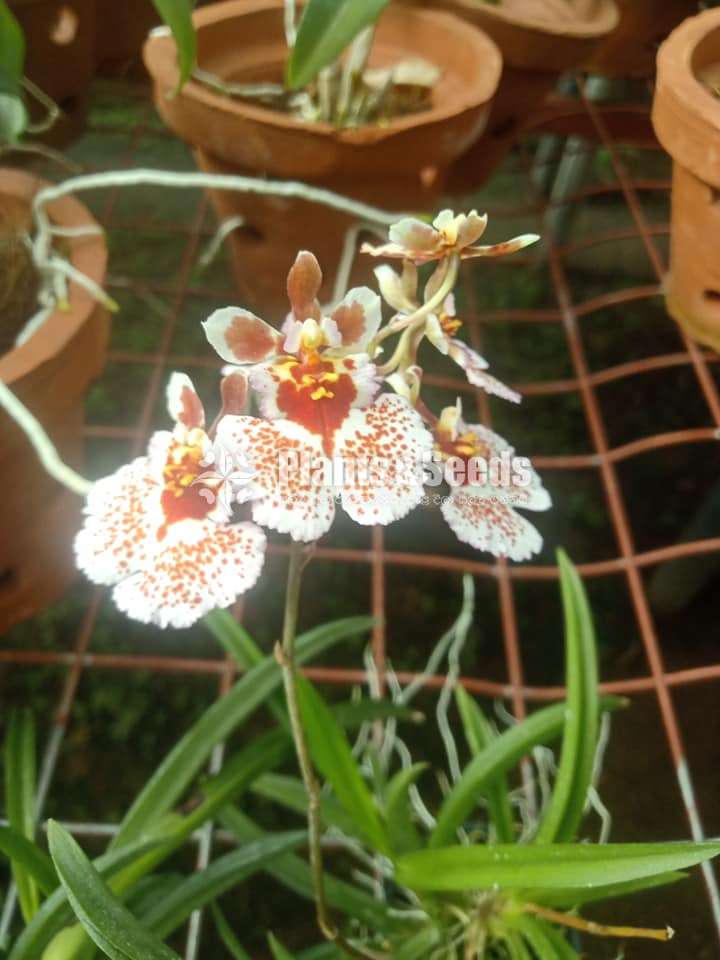 Orchid plants without flowers