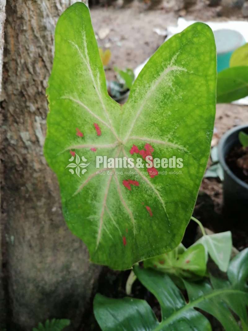 Caladium Plants