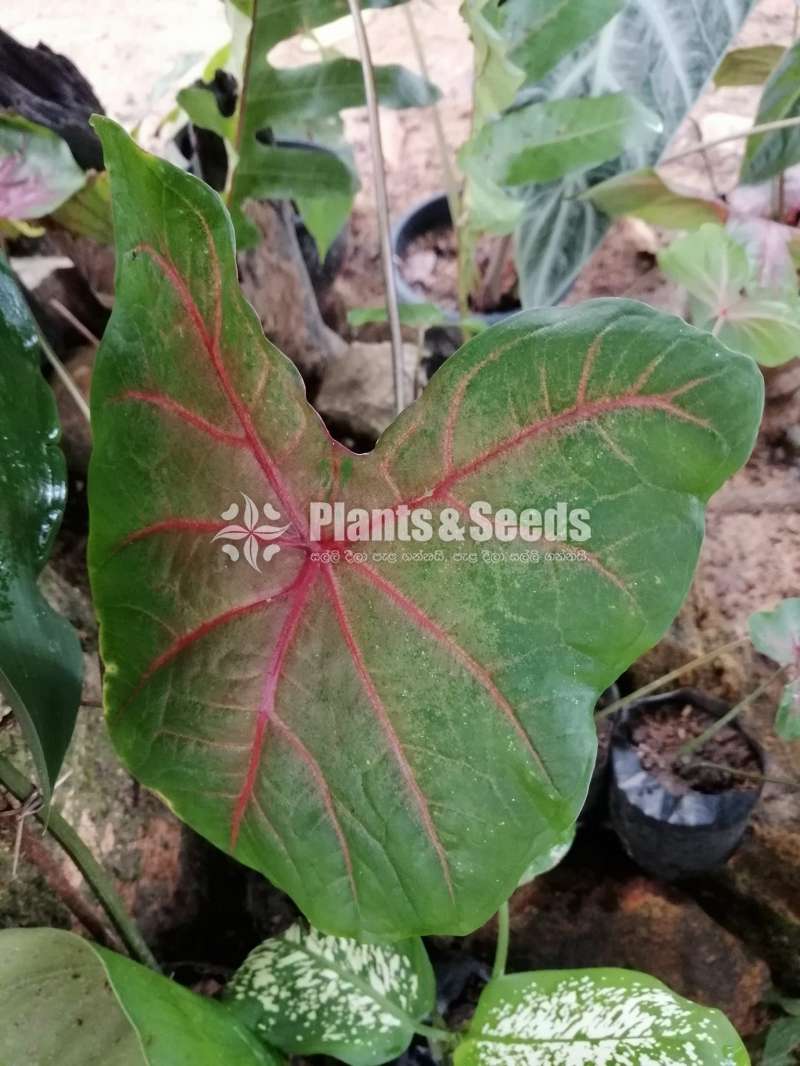 Caladium Plants