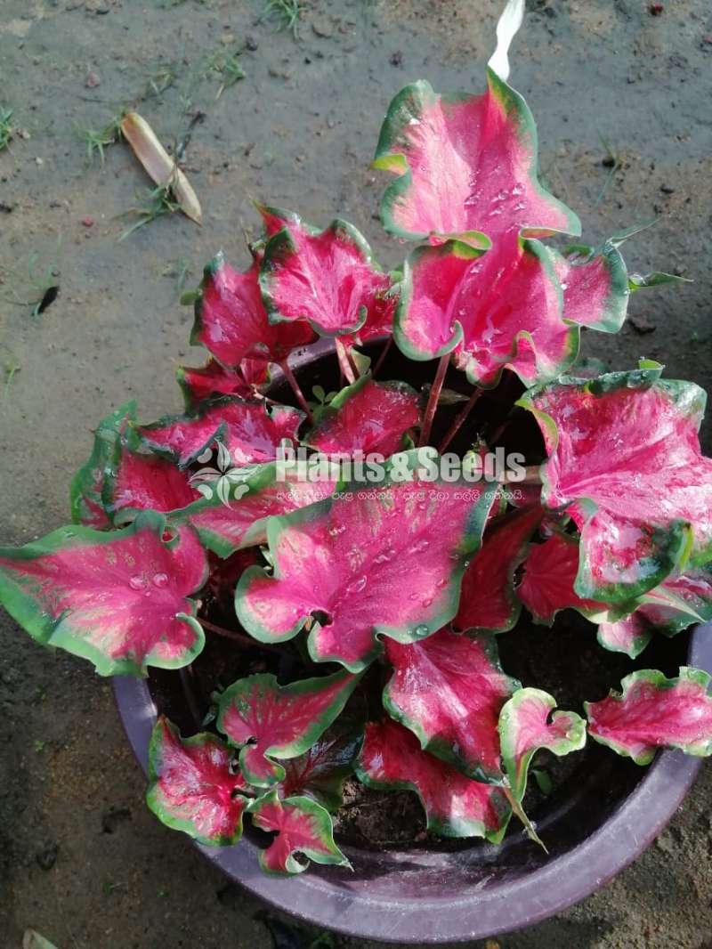 Caladium Plants