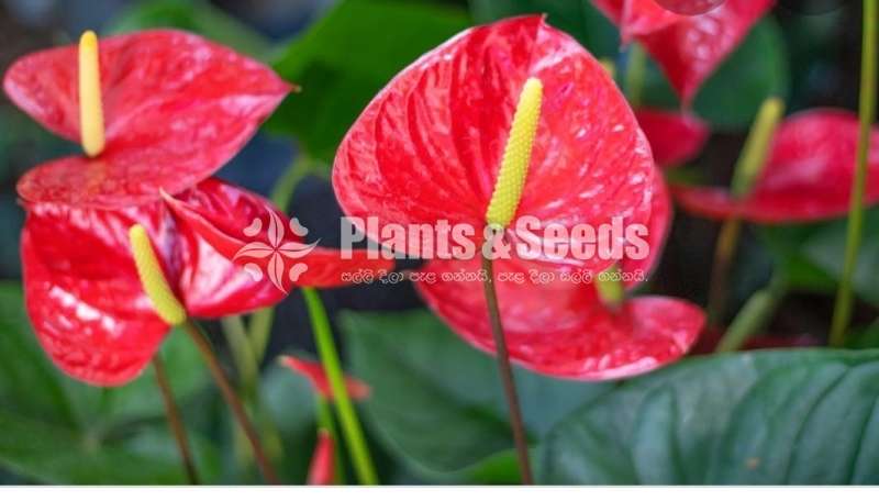 Red champion anthurium