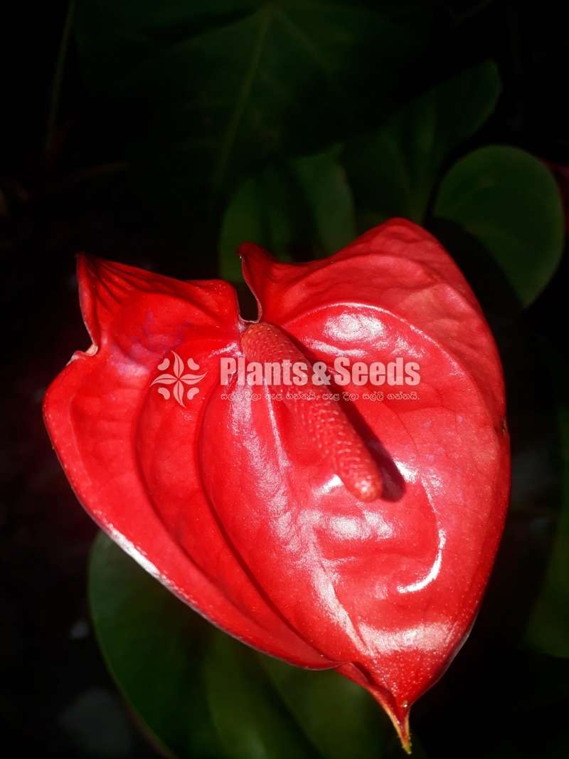 Local Anthurium (දේශීය ඇන්තුරියම් )