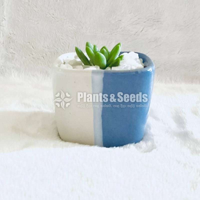 Succulent plant with a beautiful pot