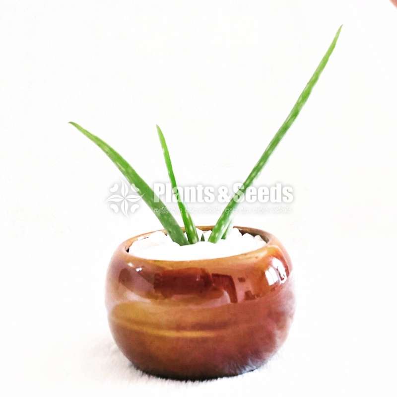 Succulent plant with a beautiful pot