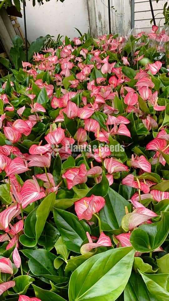 Livium anthurium