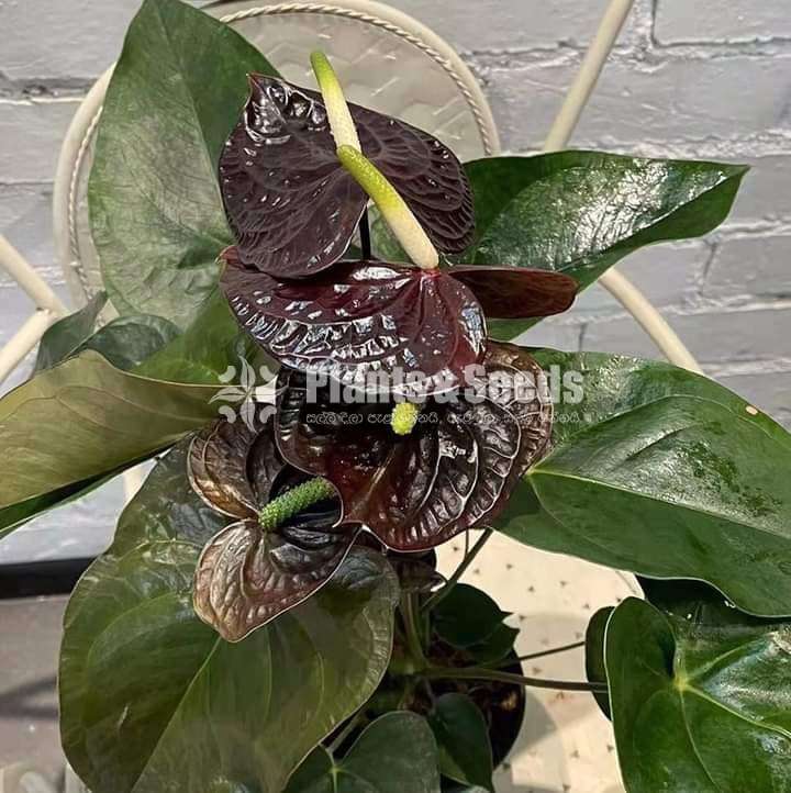 Livium anthurium