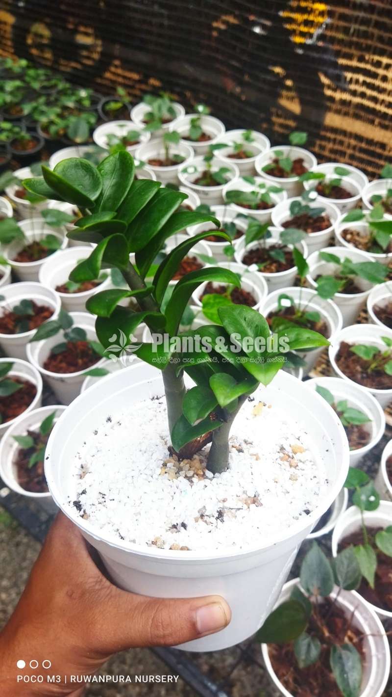 Money Plant ( Semiya) නෙදර්ලන්ත 