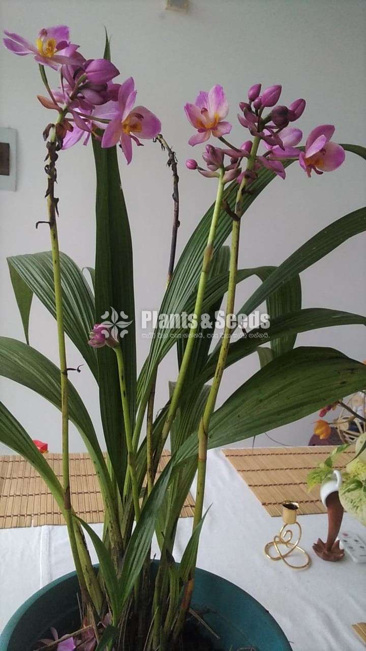 Orchid hybrid 