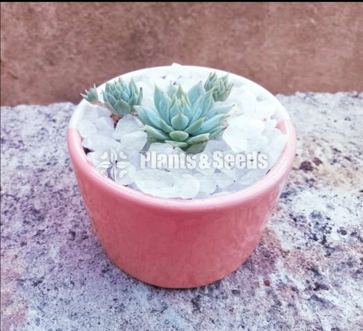 Succulent plant in a cute pot