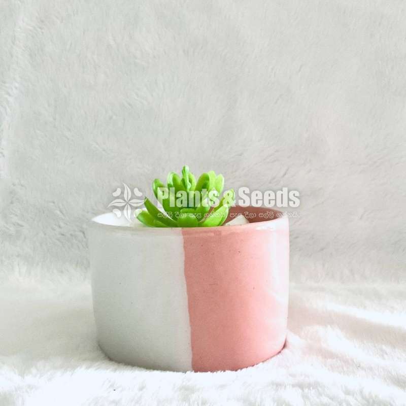 Succulent plant in a cute pot