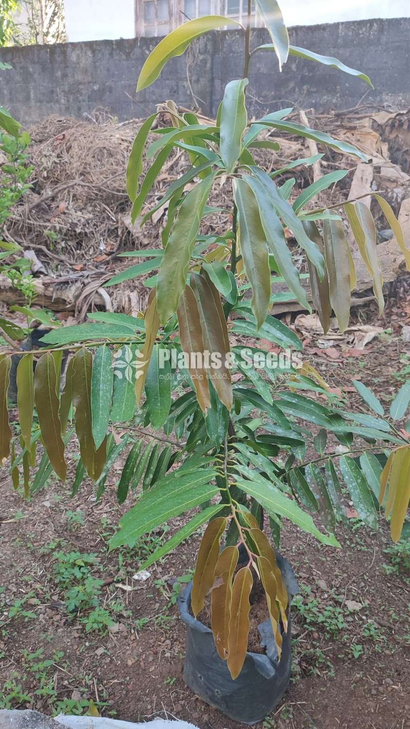 Fruit plants (පලතුරු පැල )