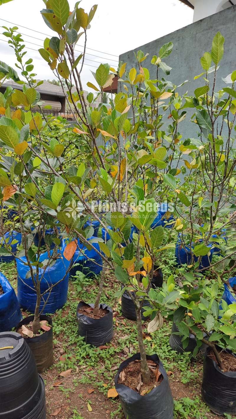 Fruit plants (පලතුරු පැල )