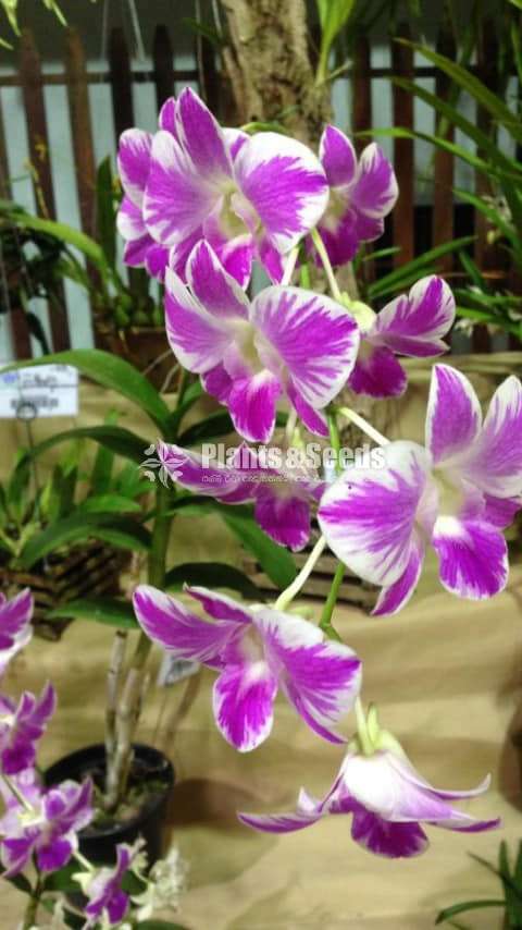 Thailand Orchid