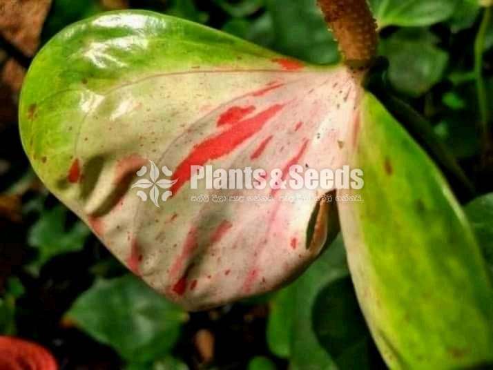 Safari,Flash,Maxima Anthurium Package