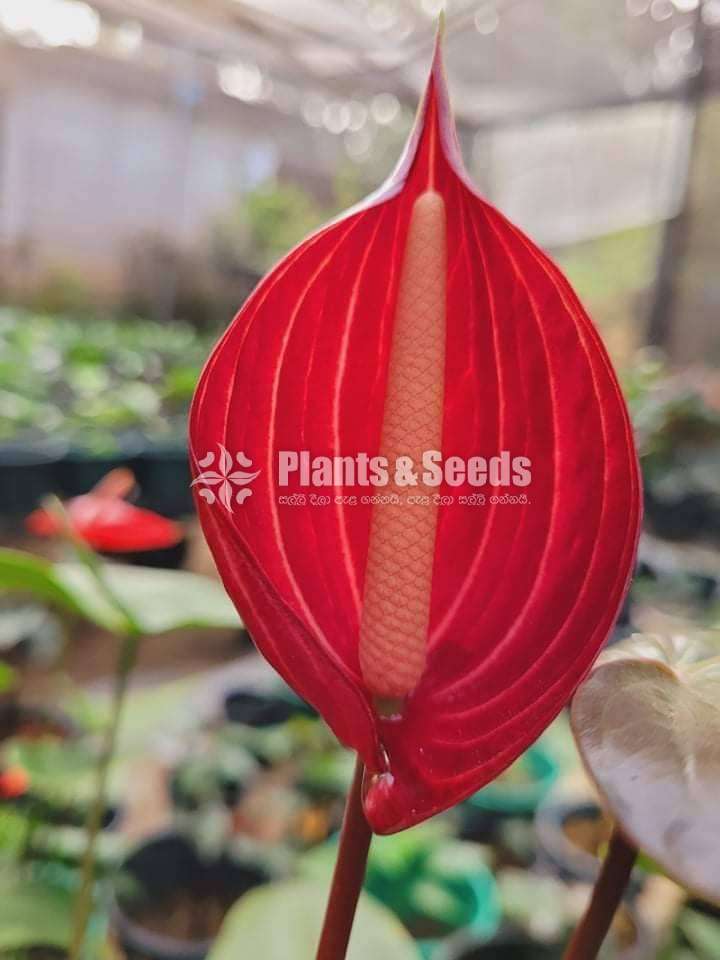 Safari,Flash,Maxima Anthurium Package