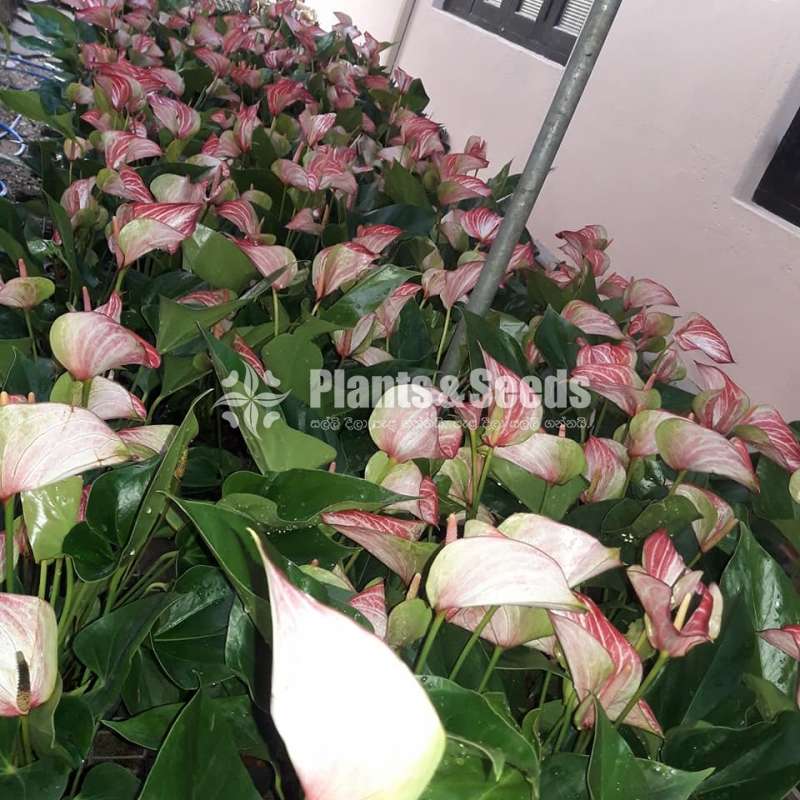 Livium anthurium (ලිවියම්)