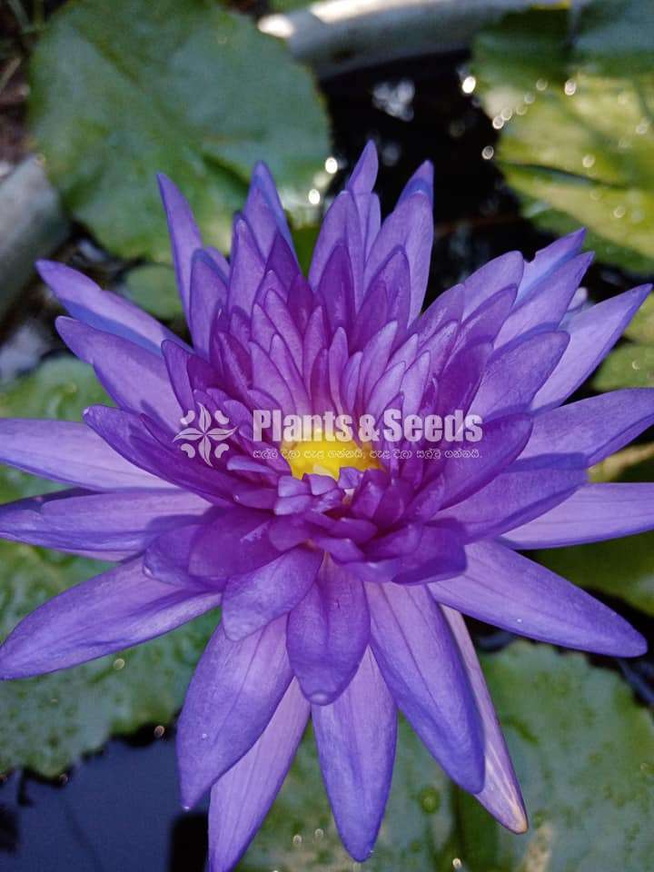 King of siam Water lilly