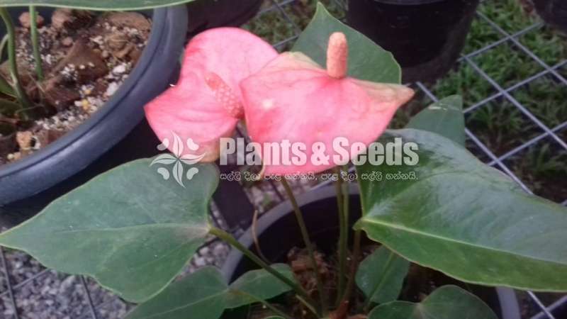 Jolly Anthurium  (Lady Jane)