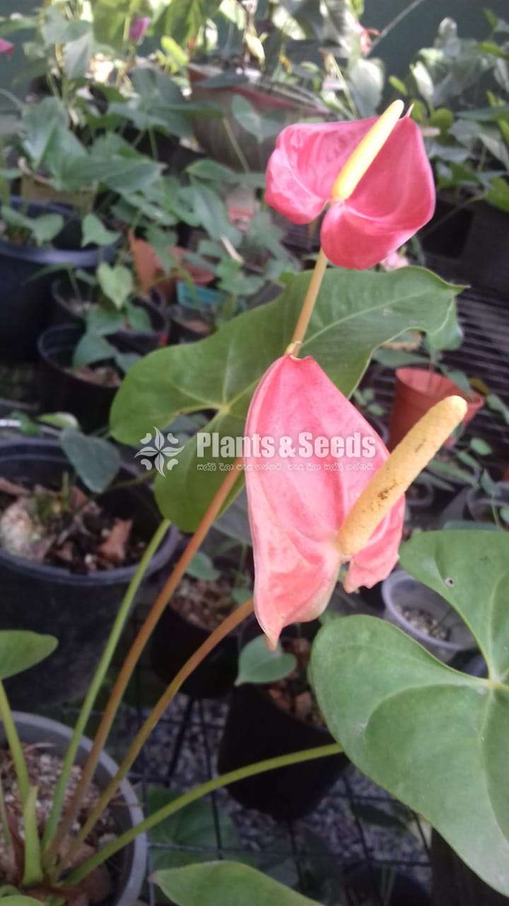 Orange Anthurium