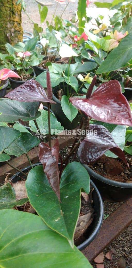 Bankok and Lady jane Anthurium