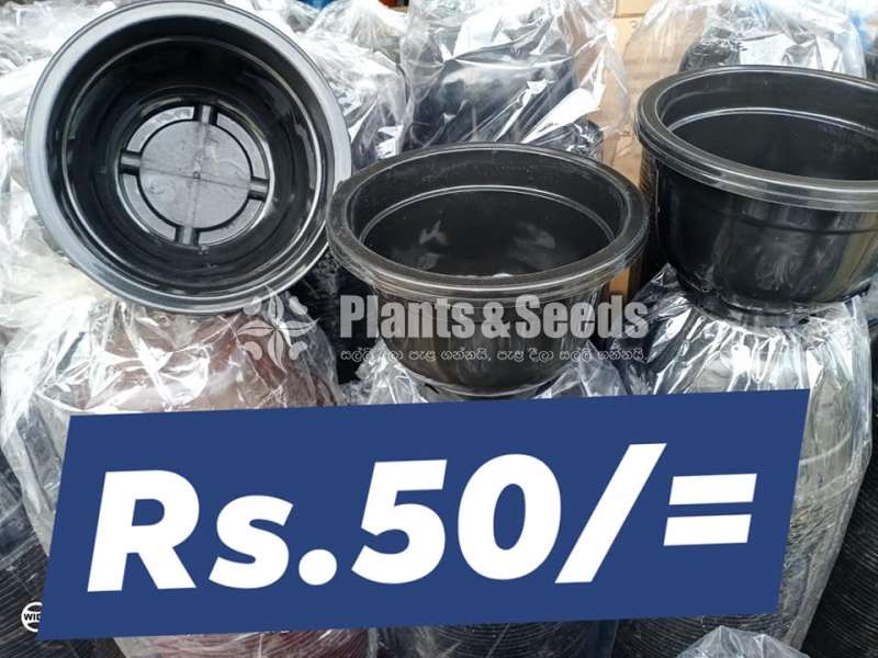 Plastic Pots for Whole sale 