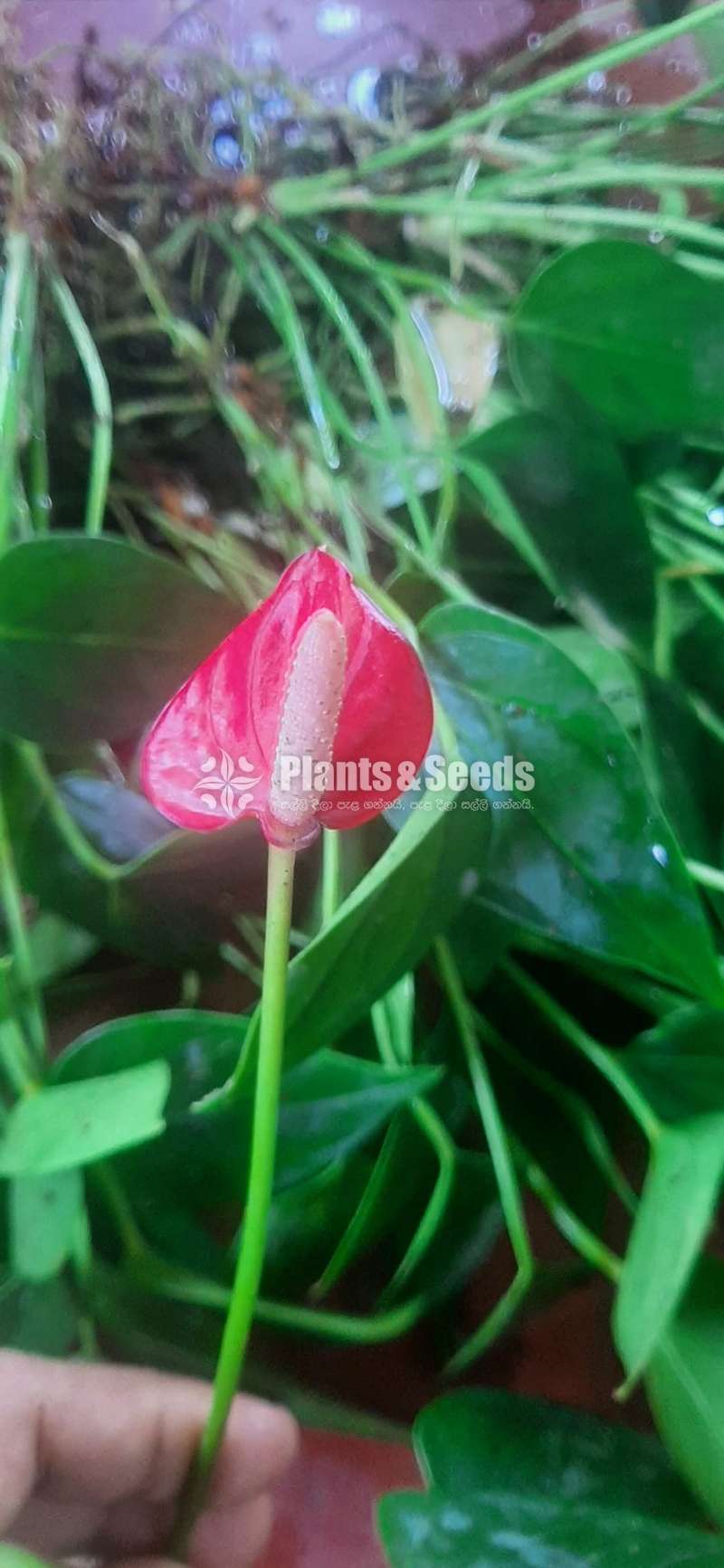 Anthurium Red champion and Good luck 