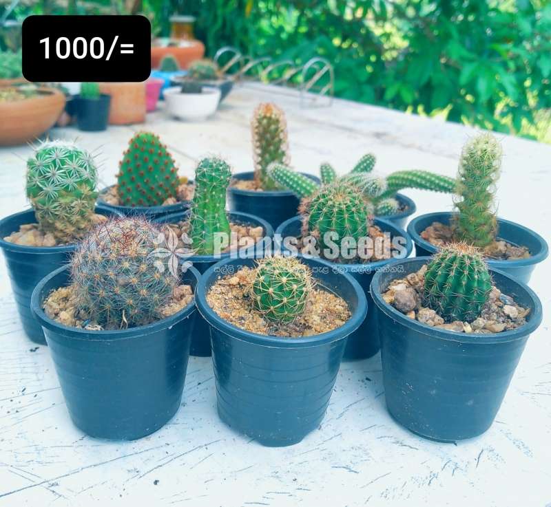 Cactus plants package