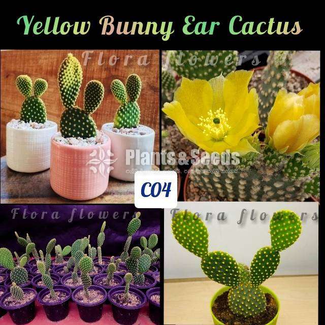 Yellow bunny ear's cactus