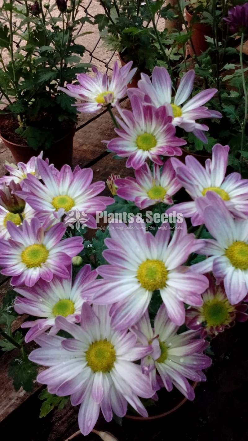 Kapuru flower plants