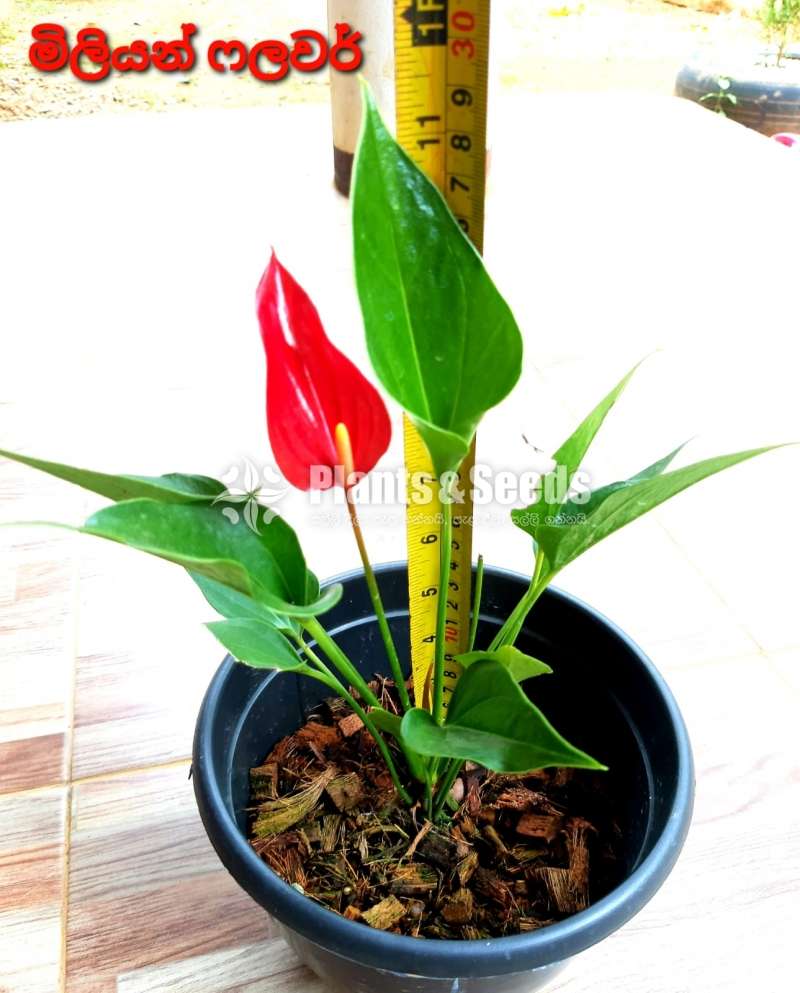 Anthurium Package 