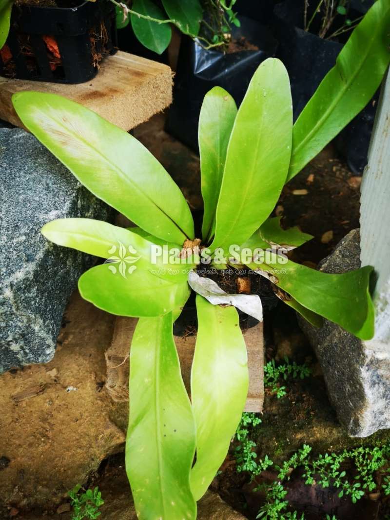 Bird nest plants 